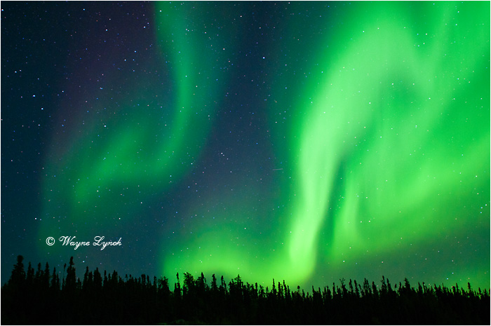 Aurora Borealis by Dr. Wayne Lynch &copy;
